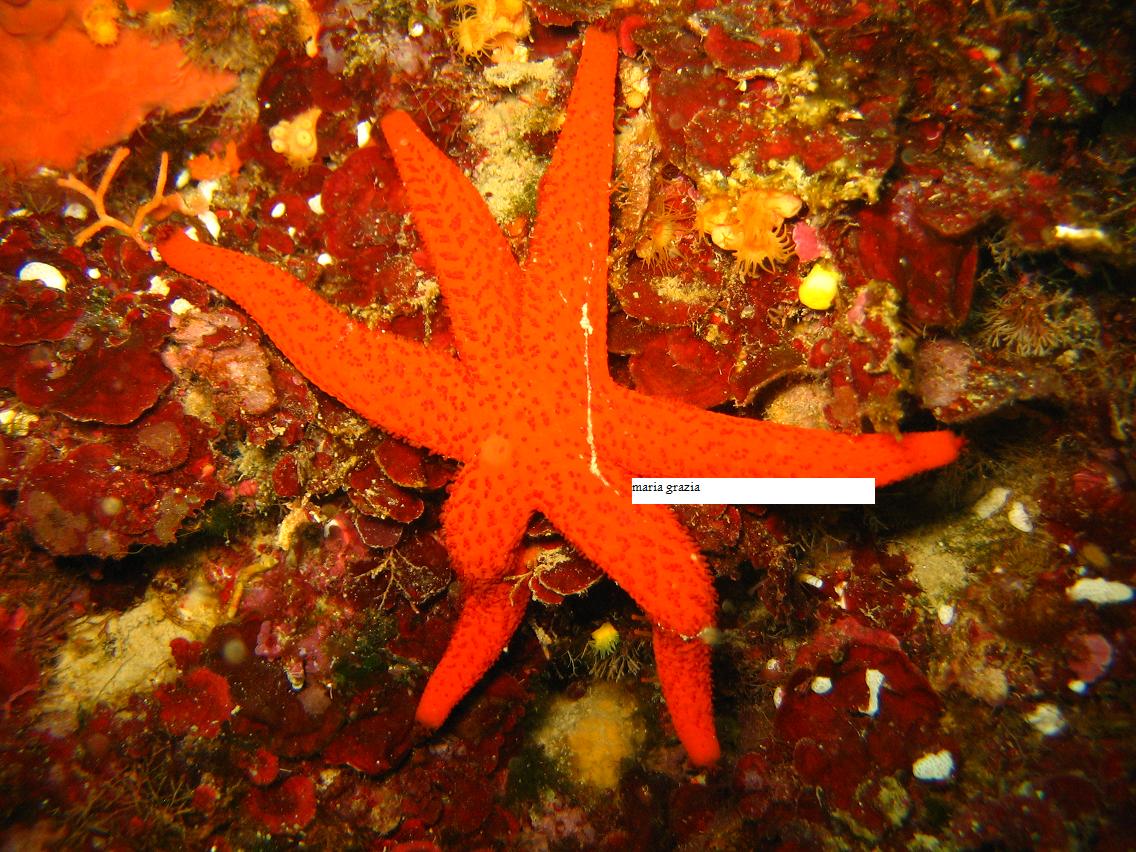 Echinaster sepositus